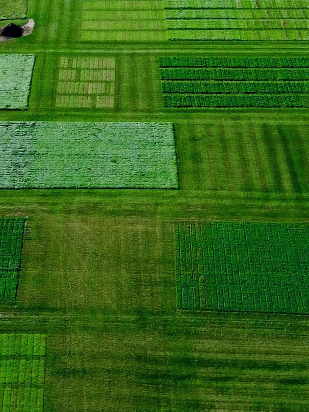 Kickass Grass